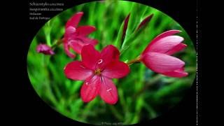 Schizostylis coccinea  De la famille des Iridaceae [upl. by Nilesoy]