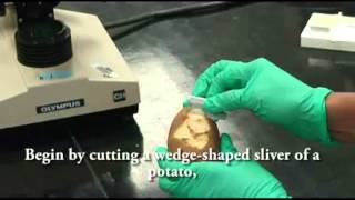 Potato Staining for Microscopy  A Level Biology [upl. by Coheman]