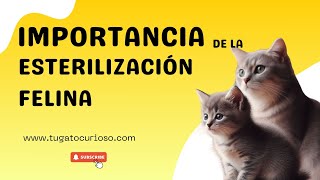 Importancia de la esterilización felina La Clave del Bienestar y la Salud [upl. by Neerahs19]