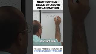 Neutrophils Cells Of Acute Inflammation drnajeeb shortvideo medicalstudent [upl. by Vannie]