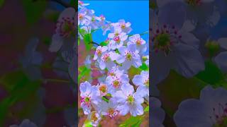 Stunning Flower Gardens Discover Nature’s Most Beautiful Blooms  flowers shorts [upl. by Nalat626]