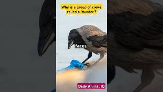 Why is a group of crows called a murder [upl. by Ednutabab476]