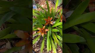 How To Grow Bromeliad Epiphytes [upl. by Ordnaxela2]