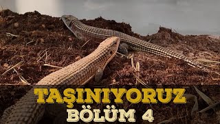 HARİKA BİR İŞ ÇIKARDIK  BÖLÜM 4 [upl. by Sayres]