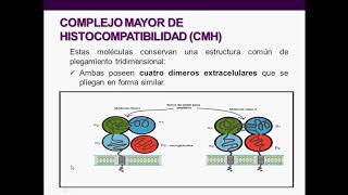 Introducción a la inmunología humana  Clase 5 CMH TCR y BCR [upl. by Frank418]