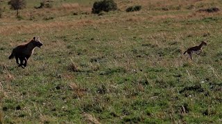 Gazelle escapes cheetahs only to run into a hyena [upl. by Calie]