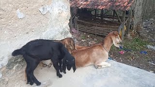 KambingKambing Di Pagi Hari dari yang Hamil Sampai yang Sudah Dilahirkan [upl. by Ernesta24]