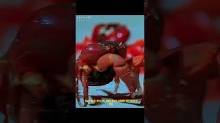 The red crab  universeofmusic animals documentary animalworldlife [upl. by Anayk534]