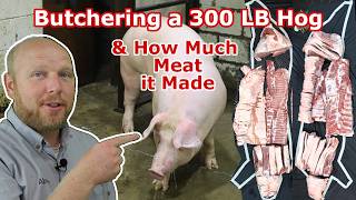 Watch us Butcher a 300 LB Hog See The Cuts it Made and Find out the total Meat Yield [upl. by Saitam508]