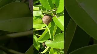 Chiku FruitSapodilla Plants Mud apple shortsvideo ytshorts [upl. by Neersin]