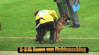 2010 SV BSZS NKGR part 8 Remo von Fichtenschlag HD [upl. by Hervey]