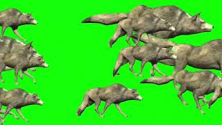 fox🦊🦊 stampede green screen with sound effect green screen stampedefox [upl. by Akcirderf]