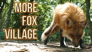 Japans Fox Village Extra videos [upl. by Sheff]