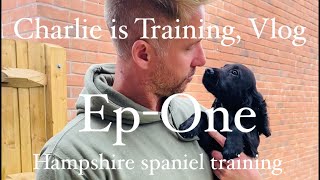 Ep1 Follow Charlies training from 14 weeks working English CockerSpringer Spaniel gundog training [upl. by Aliekahs]