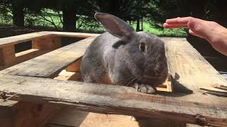 Judging The Color Of New Zealand Rabbits [upl. by Nosiram]