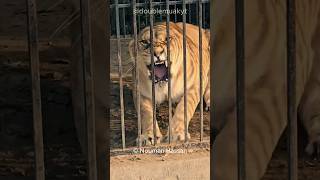 Ligers The Hybrid Cats That Challenge Everything We Know About Species [upl. by Ibor817]