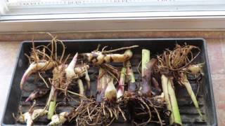 How to Overwinter Canna Lily Bulbs [upl. by Affay]