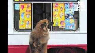 Doggie waits for the ice cream truck [upl. by Kass]