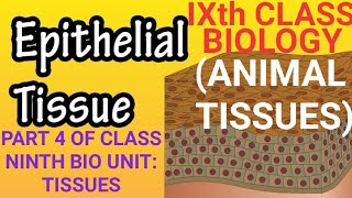 ANIMAL TISSUES amp ITS TYPES EPITHELIALMUSCULARCONNECTIVE amp NERVOUS TISSUE PART 4 OF TISSUES [upl. by Yasmine]