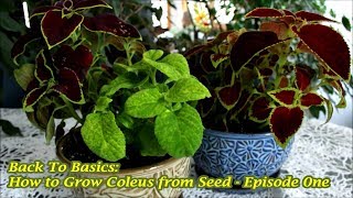 Back To Basics How to Grow Coleus from Seed  Episode 0ne [upl. by Brower]