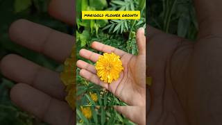 GROW Marigold Flowers FAST and Easy reels shorts viralvideo ytshorts gardan flowers farming [upl. by Beichner]