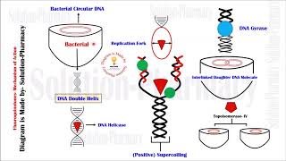 Fluoroquinolones  Mechanism of Action  Fluoroquinolone  Chemotherapy  DNA Gyrase Inhibitors [upl. by Kathy]