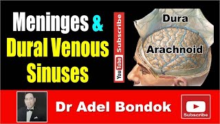 Meninges and Dural Venous Sinuses Dr Adel Bondok [upl. by Selrahcnhoj249]