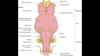 ADMITEREA la MEDICINA NERVII CRANIENI trunchiul cerebral manualul de Biologie clasa 11 Corint [upl. by Aelat]