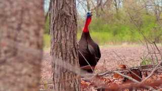 Wisconsin Spring Turkey Hunt [upl. by Lindly]