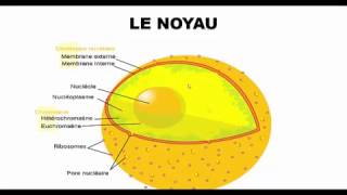 جديد ما يجب معرفته عن النواة  Le noyau [upl. by Mcquade234]