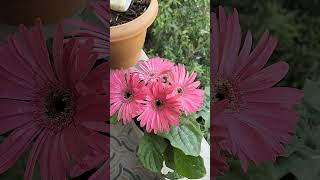 Gerbera Plant जेरबेरा [upl. by Seidler]