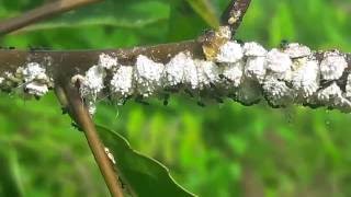 The Connection among Mealybugs and Ants [upl. by Aydan]