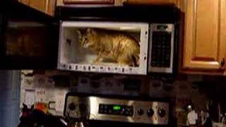 Savannah Cat in the Microwave [upl. by Hteb]