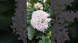 White Ixora plant ixoraplant ixora  mygardenflowers garden shorts [upl. by Ettegirb608]