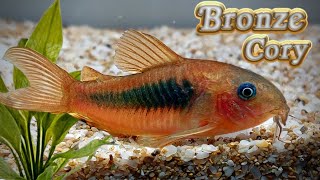 The Fascinating World Of Bronze Corydoras Corydoras aeneus [upl. by Willing]