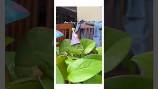 This chameleon needed help wholesome cute animals story shorts chameleon [upl. by Cletus336]