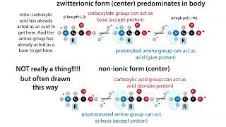 What quotresiduesquot are how they compare and relate to amino acids and why the distinction may matter [upl. by Zebapda]