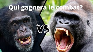 Le Chimpanzé Contre Le Gorille [upl. by Nwotna]