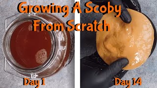 How To Grow A New Kombucha Scoby symbiotic culture of bacteria and yeast [upl. by Anahsohs559]