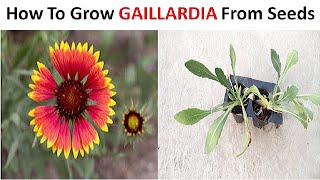 How to grow Gaillardia from seeds Stepbystep [upl. by Zoeller841]