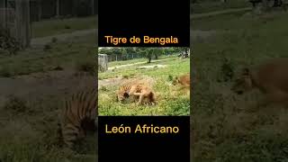 León vs Tigre de Bengala [upl. by Raye]