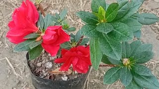 Azalea plant sale online Right way to grow ampcare for azalea plants6289112141 [upl. by Arrahs729]