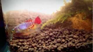 My Killifish [upl. by Nove]