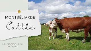 Montbéliarde cattle A Comprehensive Guide for Farmers [upl. by Eirol688]