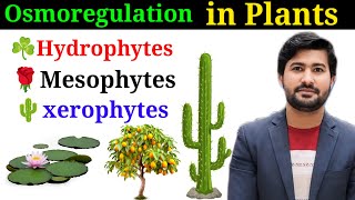 Osmoregulation in Plants class 12 biology chap 15 irtisamsbiology [upl. by Macintosh90]