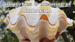 Tridacna Meaning Benefits and Spiritual Properties [upl. by Adnaram]