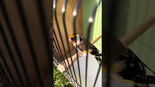 Sibirian Goldfinch Stieglitz Major Chant Chardonneret Carduelis jilguero cantando الحسون الرائد [upl. by Nnylrebma]