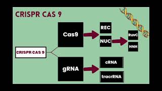 Components of CRISPR Cas 9 وجنون حفيظ الدراجي [upl. by Tadeo88]