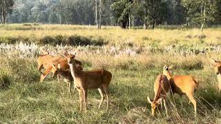 The Group Of Barasingha Kanha National Park 🏞️ [upl. by Ativet632]