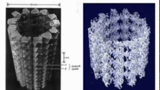 LES MICROTUBULES [upl. by Nadoj]